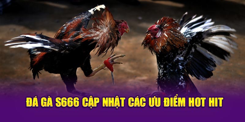 Đá gà S666 cập nhật các ưu điểm hot hit 