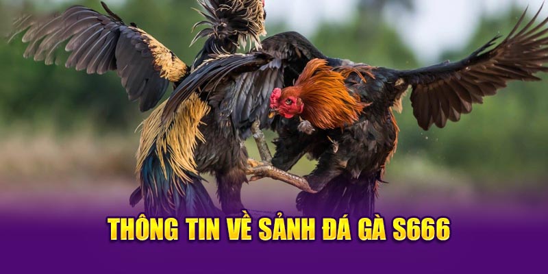 Thông tin về sảnh đá gà S666 